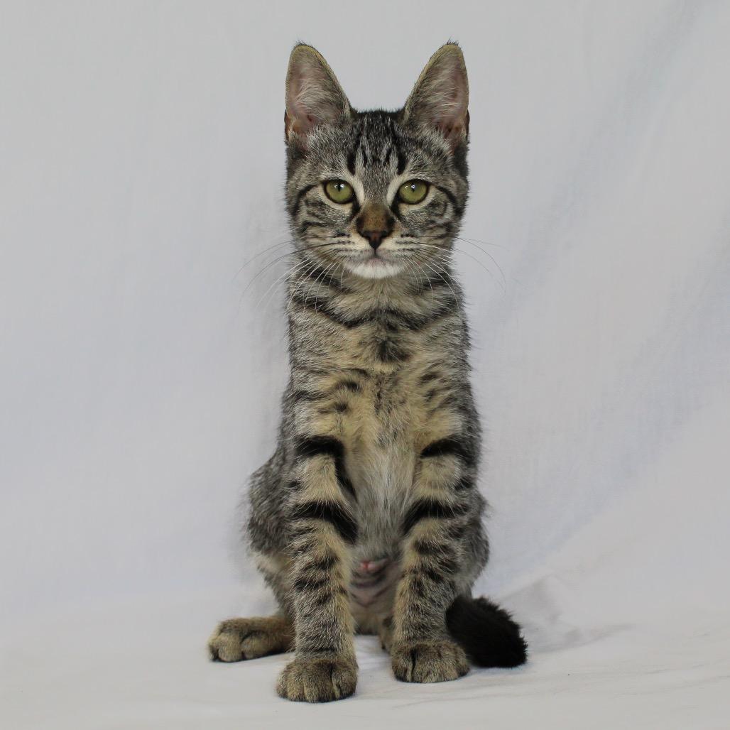 Enlarge Kirra (Formerly Electra), a Adoptable Domestic Medium Hair in Webster, TX image 3/6