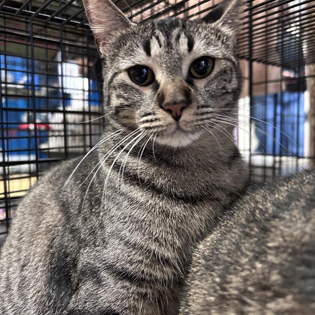Enlarge Kirra (Formerly Electra), a Adoptable Domestic Medium Hair in Webster, TX image 4/6