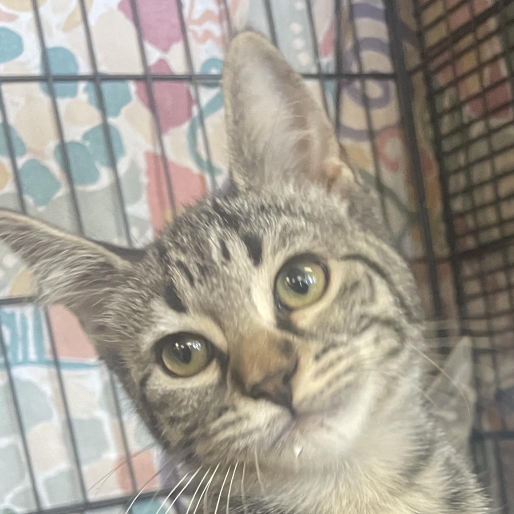 Enlarge Kirra (Formerly Electra), a Adoptable Domestic Medium Hair in Webster, TX image 5/6