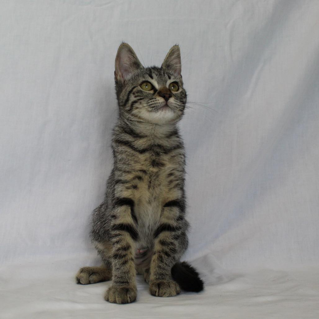 Enlarge Kirra (Formerly Electra), a Adoptable Domestic Medium Hair in Webster, TX image 6/6