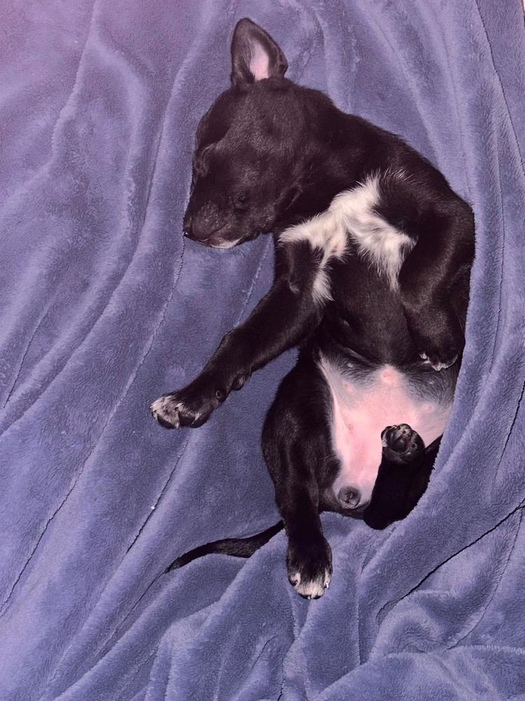 Spudcakes, Adoptable, Puppy Female Labrador Retriever.