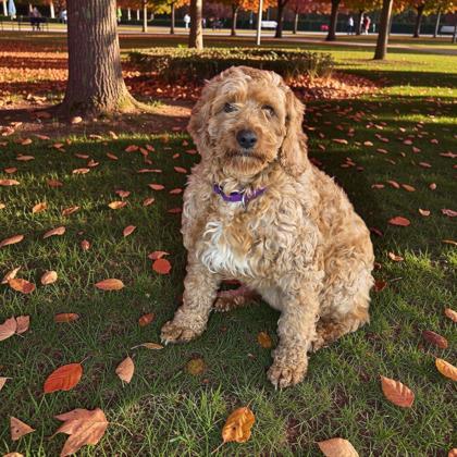 Rosie, Adoptable, Adult Female Cavalier King Charles Spaniel & Poodle.