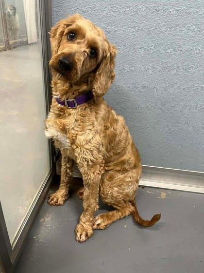 Rosie, Adoptable, Adult Female Cavalier King Charles Spaniel & Poodle.