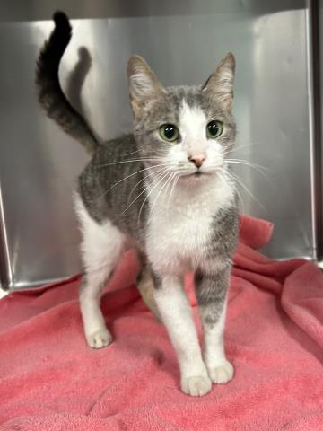 Enlarge NAPA, a Adoptable Domestic Short Hair in Clinton Township, MI image 1/1
