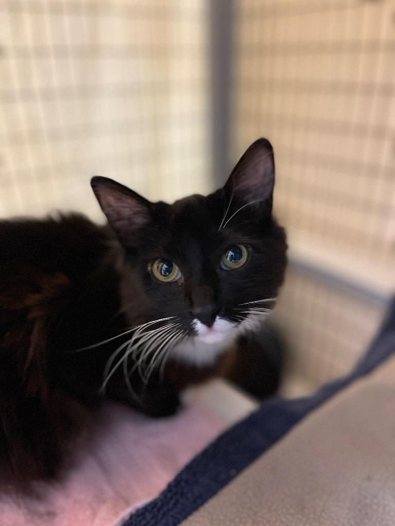 Beans, Adoptable, Kitten Male Domestic Short Hair.