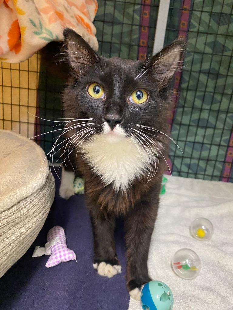 Enlarge Beans, a Adoptable mixed breed in Grants Pass, OR image 2/2