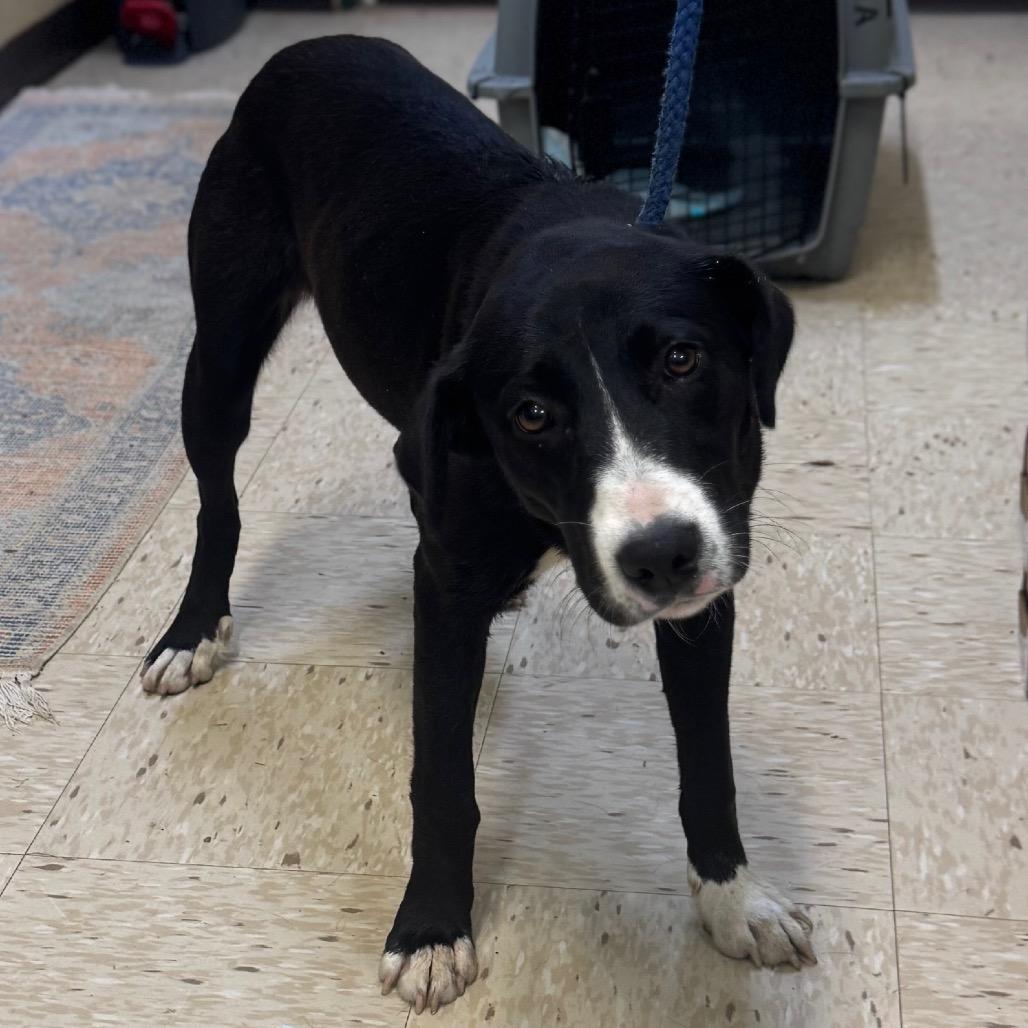 ANGEL, Adoptable, Young Female Labrador Retriever & Mixed Breed.