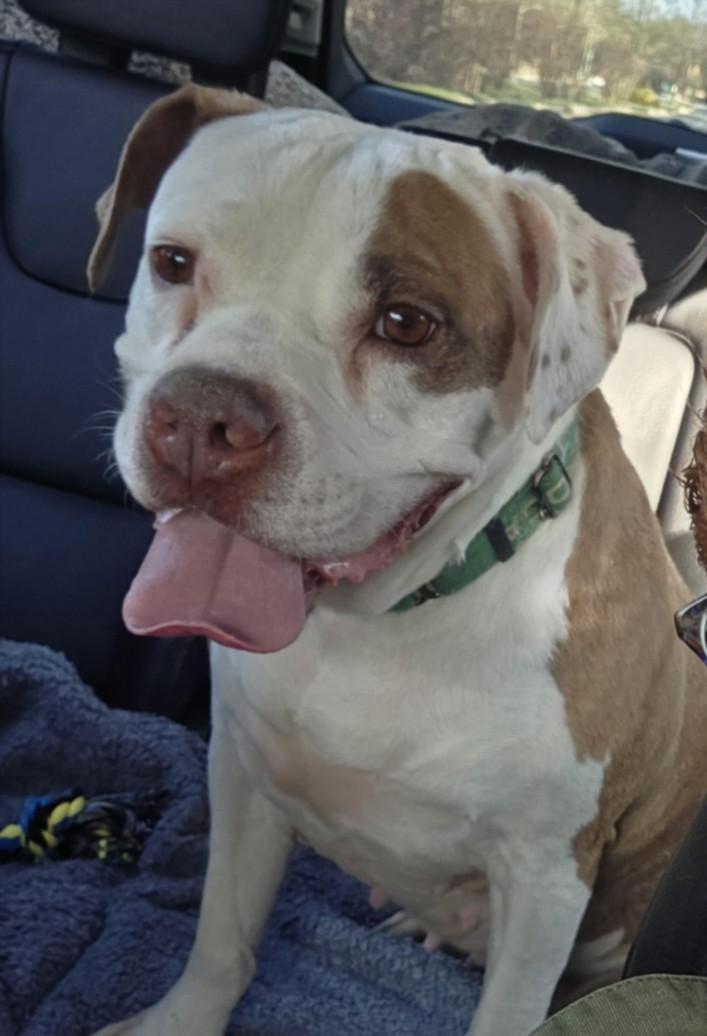 ORDELIA, Adoptable, Adult Female Boxer & Mixed Breed.