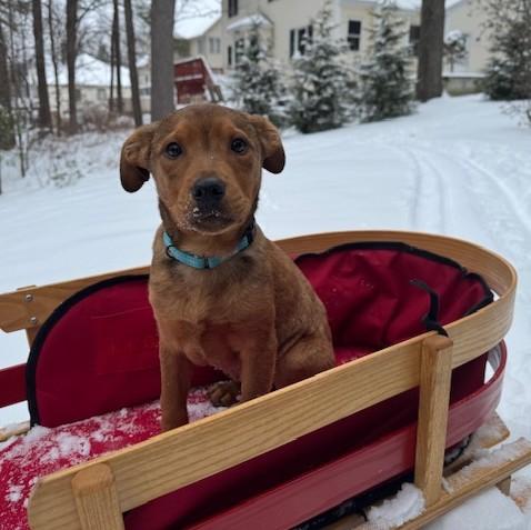 Cayden, Adoptable, Puppy Male Shepherd.