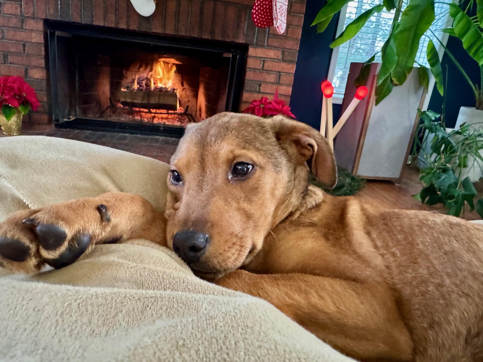 Enlarge Cayden, a Adoptable mixed breed in Albany, NY image 2/6