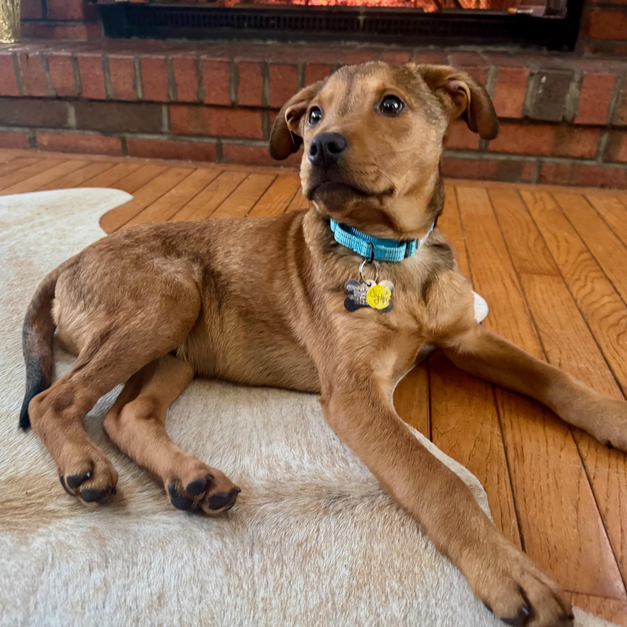 Enlarge Cayden, a Adoptable mixed breed in Albany, NY image 1/6
