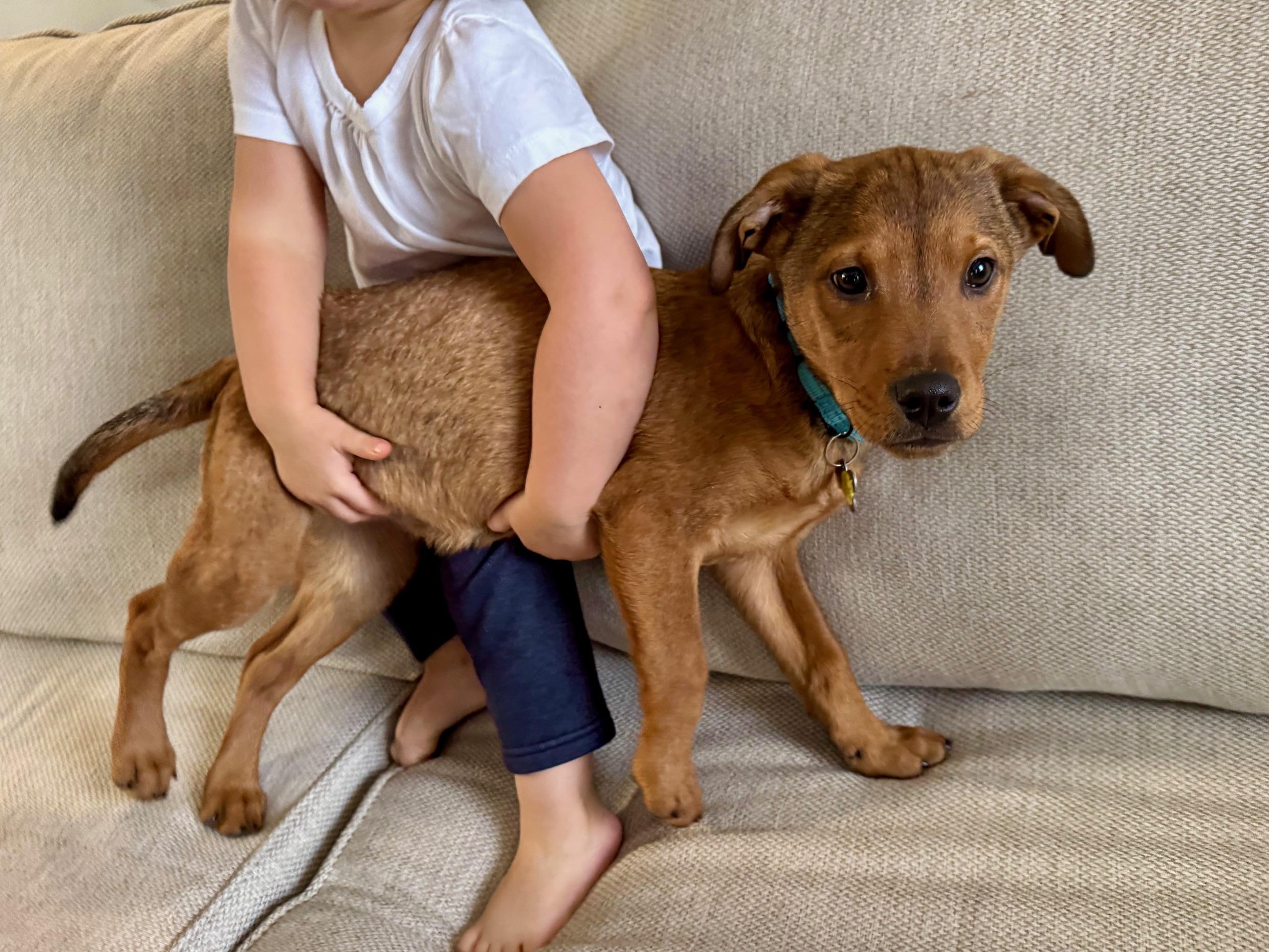 Enlarge Cayden, a Adoptable mixed breed in Albany, NY image 3/6