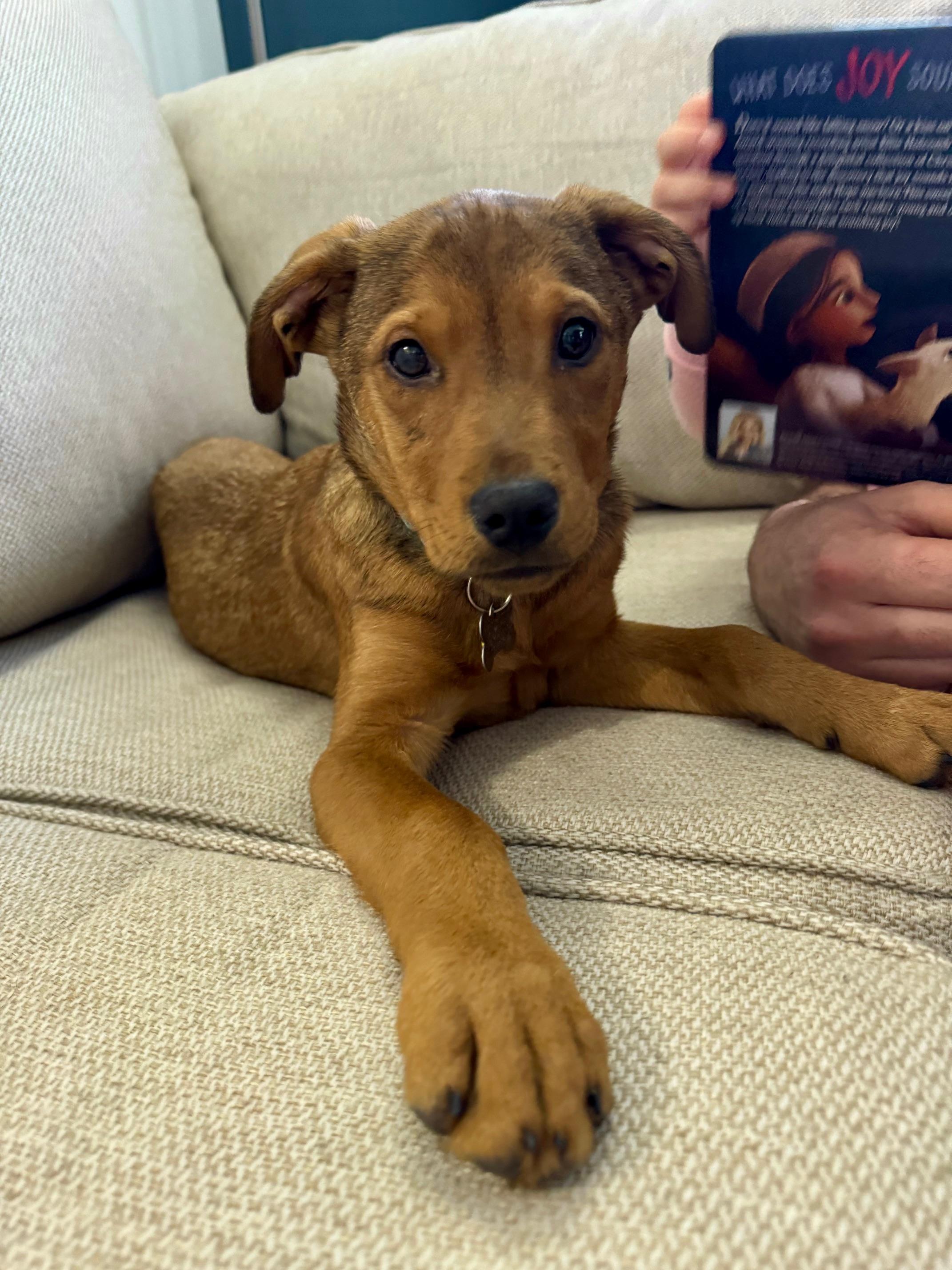 Enlarge Cayden, a Adoptable mixed breed in Albany, NY image 5/6