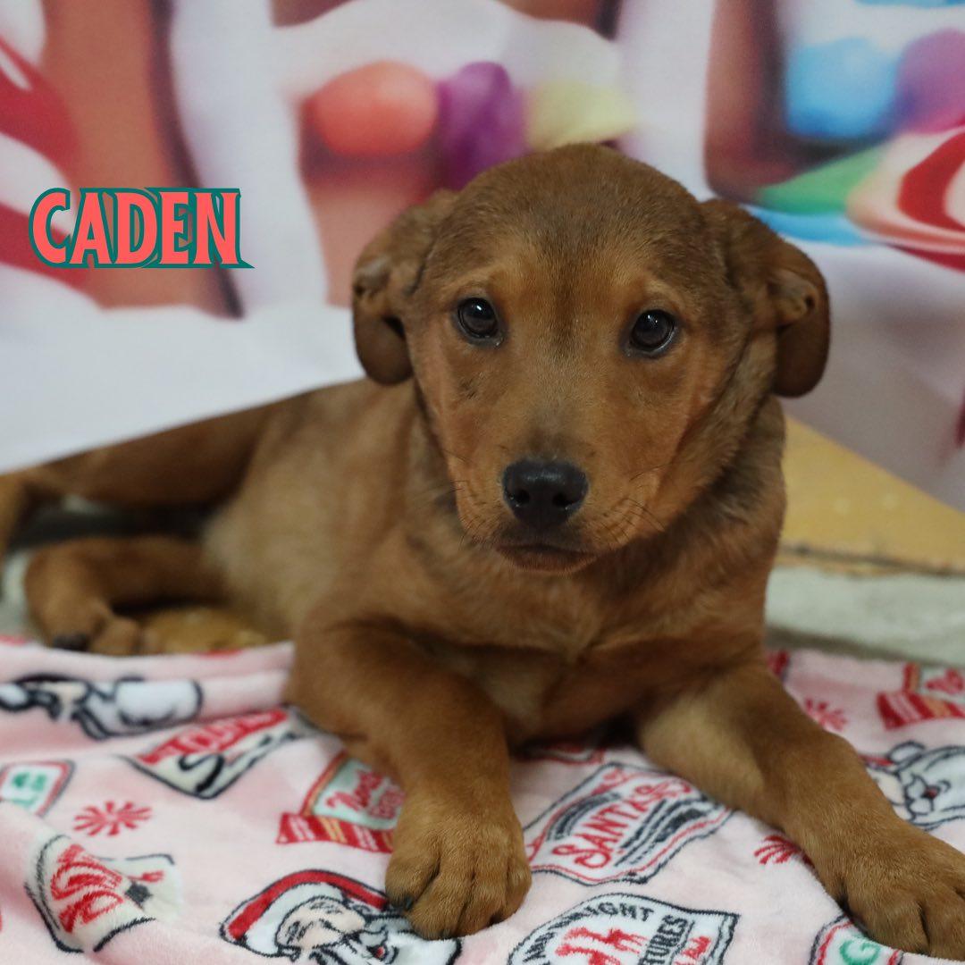 Enlarge Cayden, a Adoptable mixed breed in Albany, NY image 6/6
