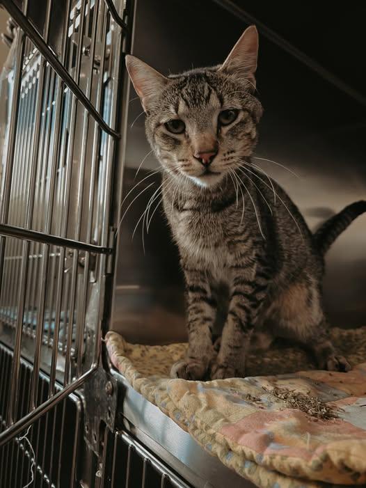 Ramsie, an adoptable Domestic Short Hair in Prineville, OR, 97754 | Photo Image 1