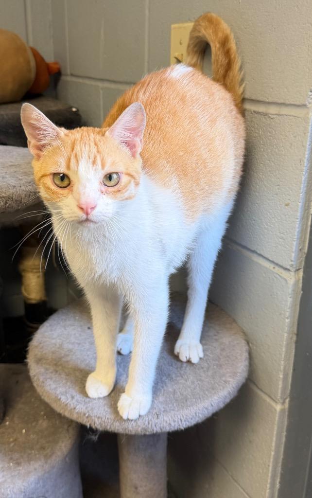Twinkie, Adoptable, Kitten Male Domestic Short Hair.