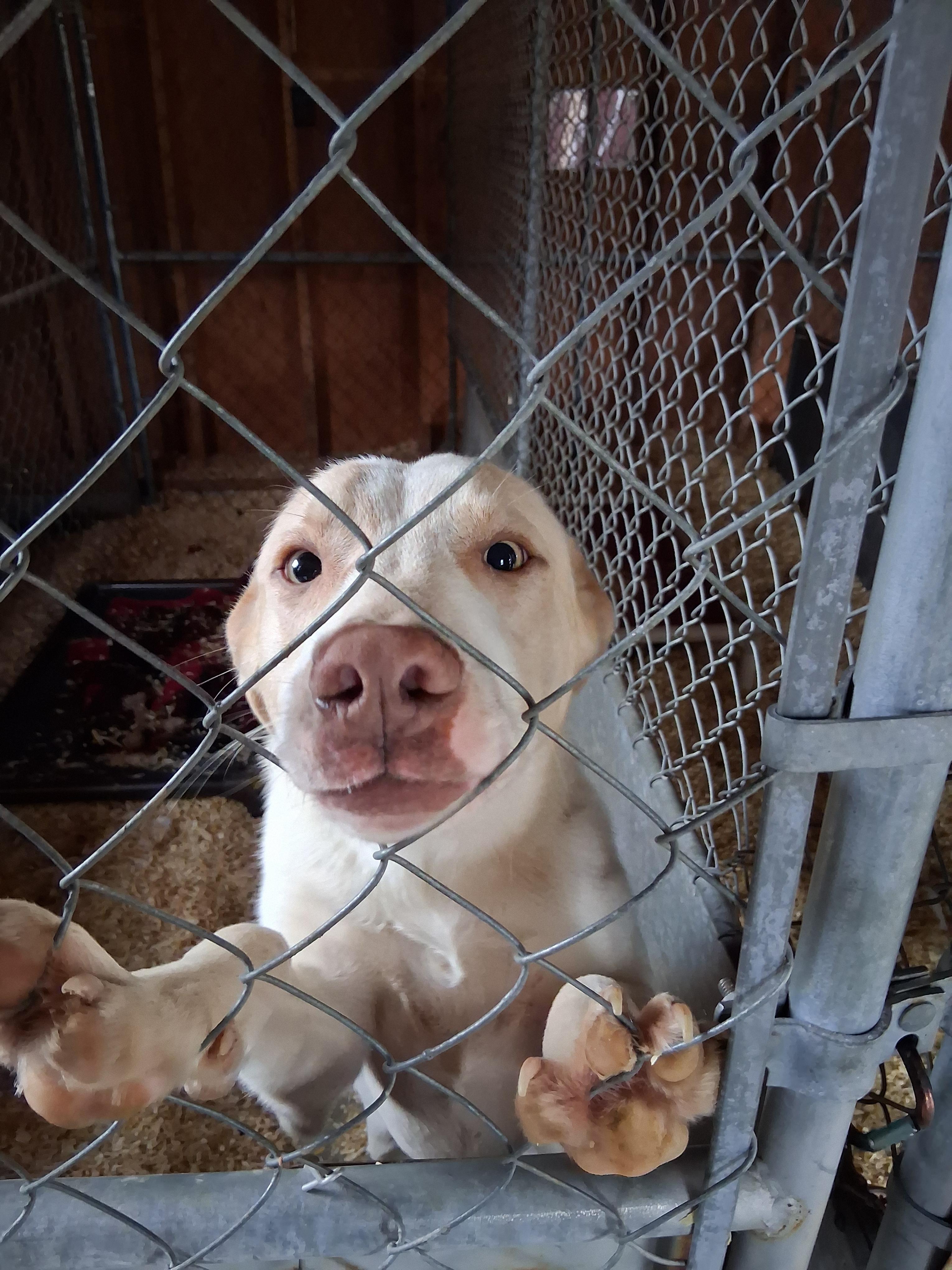 Giga Byte, Adoptable, Young Male Great Pyrenees & Labrador Retriever.