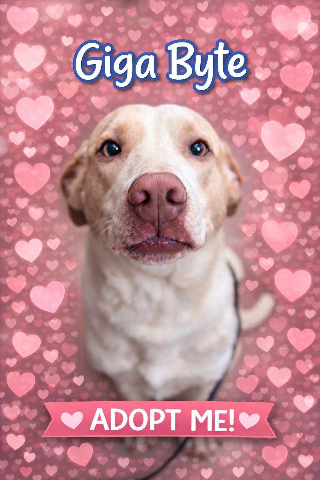 Giga Byte, a Adoptable mixed breed in Lynchburg, TN image 2/2