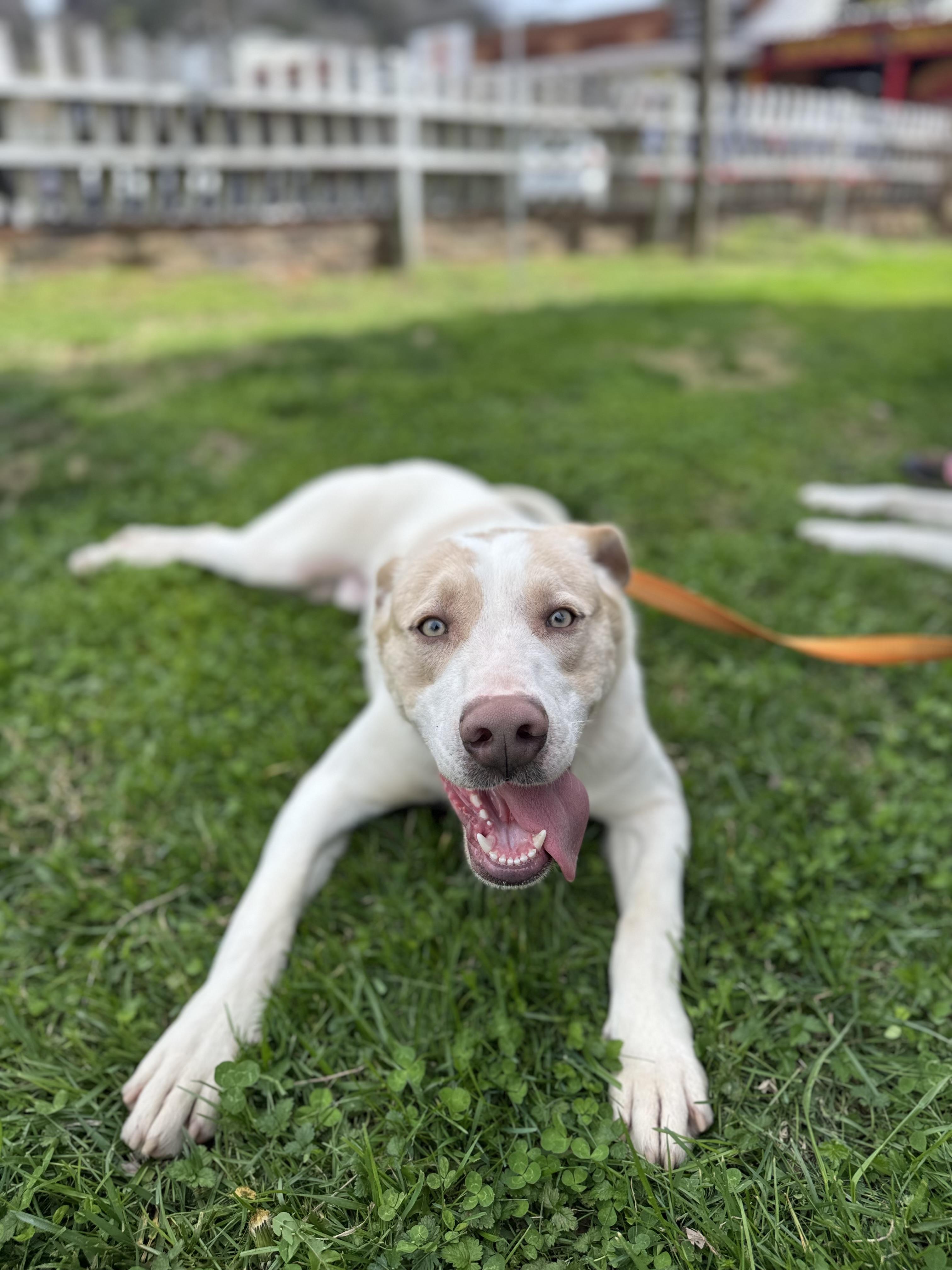 Enlarge Giga Byte, a Adoptable mixed breed in Lynchburg, TN image 2/5