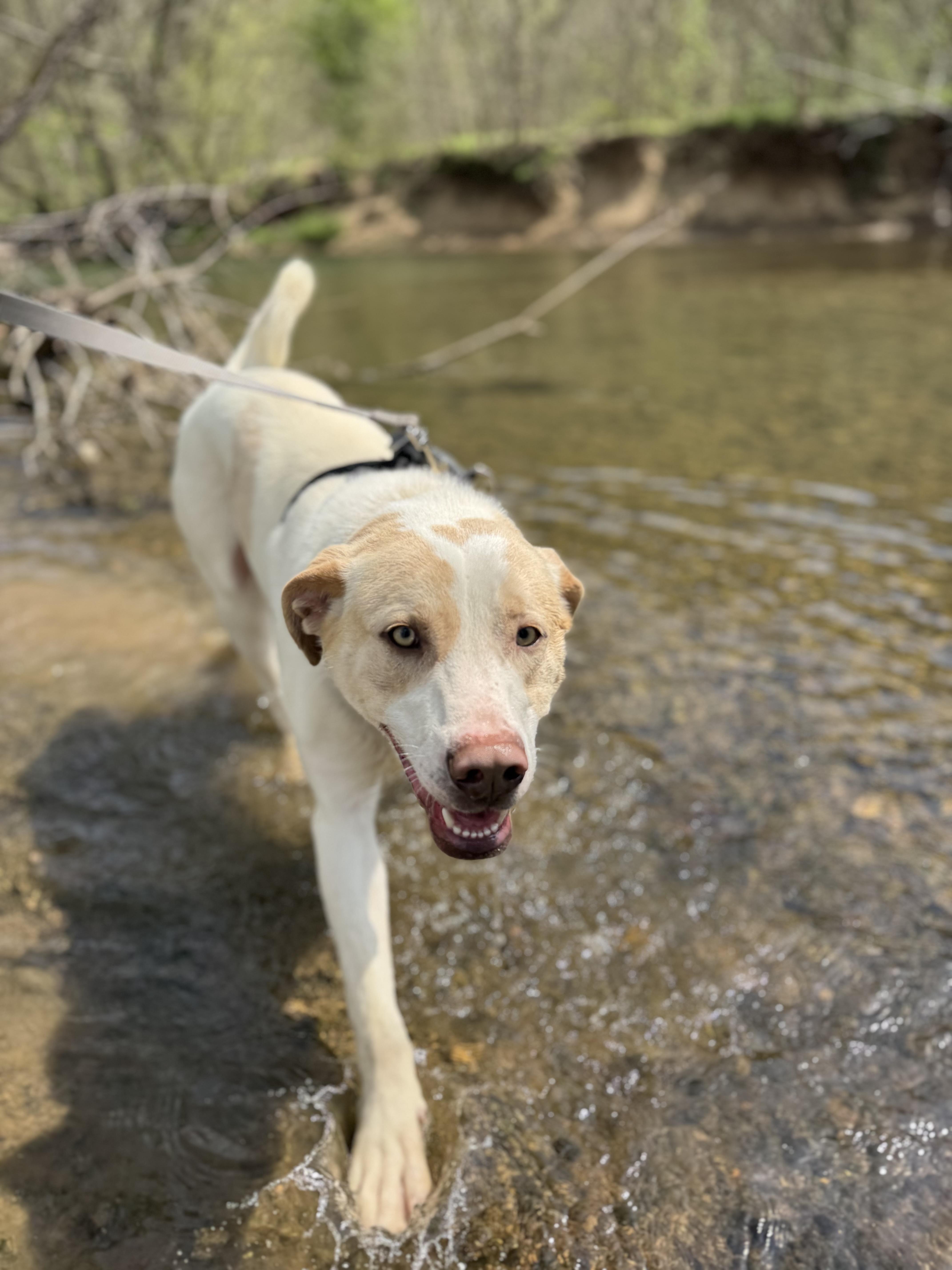 Enlarge Giga Byte, a Adoptable mixed breed in Lynchburg, TN image 4/5