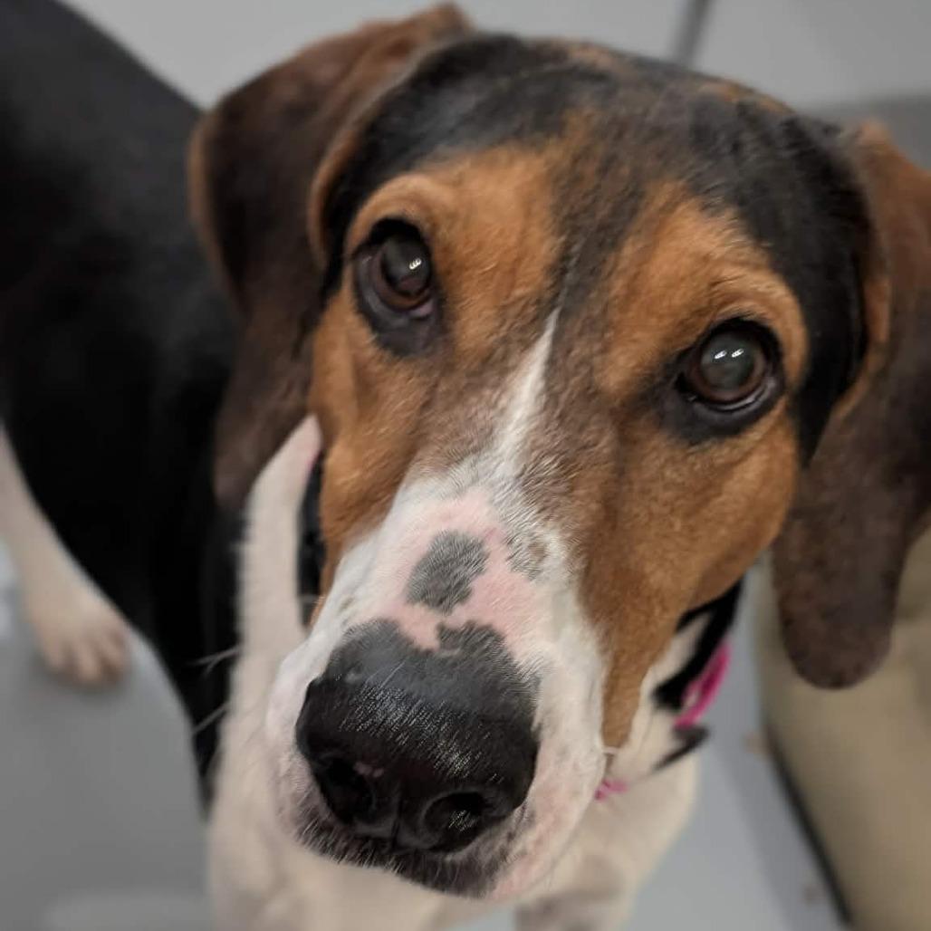 Burger Jean King, Adoptable, Adult Female Treeing Walker Coonhound.