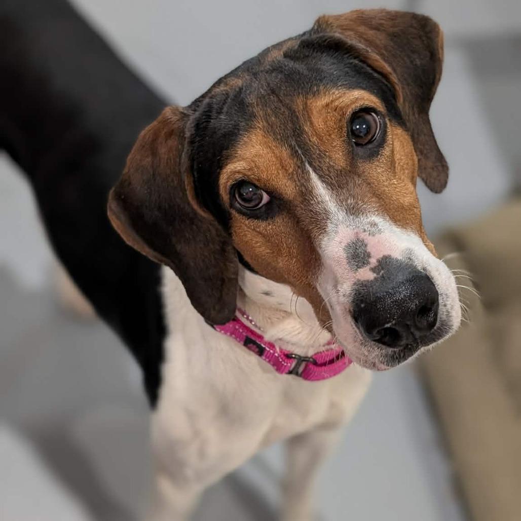 Burger Jean King, a Adoptable Treeing Walker Coonhound in CHANUTE, KS image 2/3