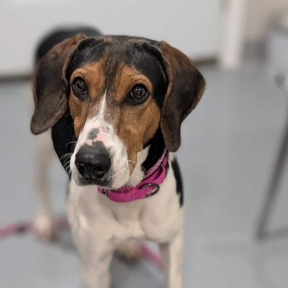 Burger Jean King, a Adoptable Treeing Walker Coonhound in CHANUTE, KS image 3/3