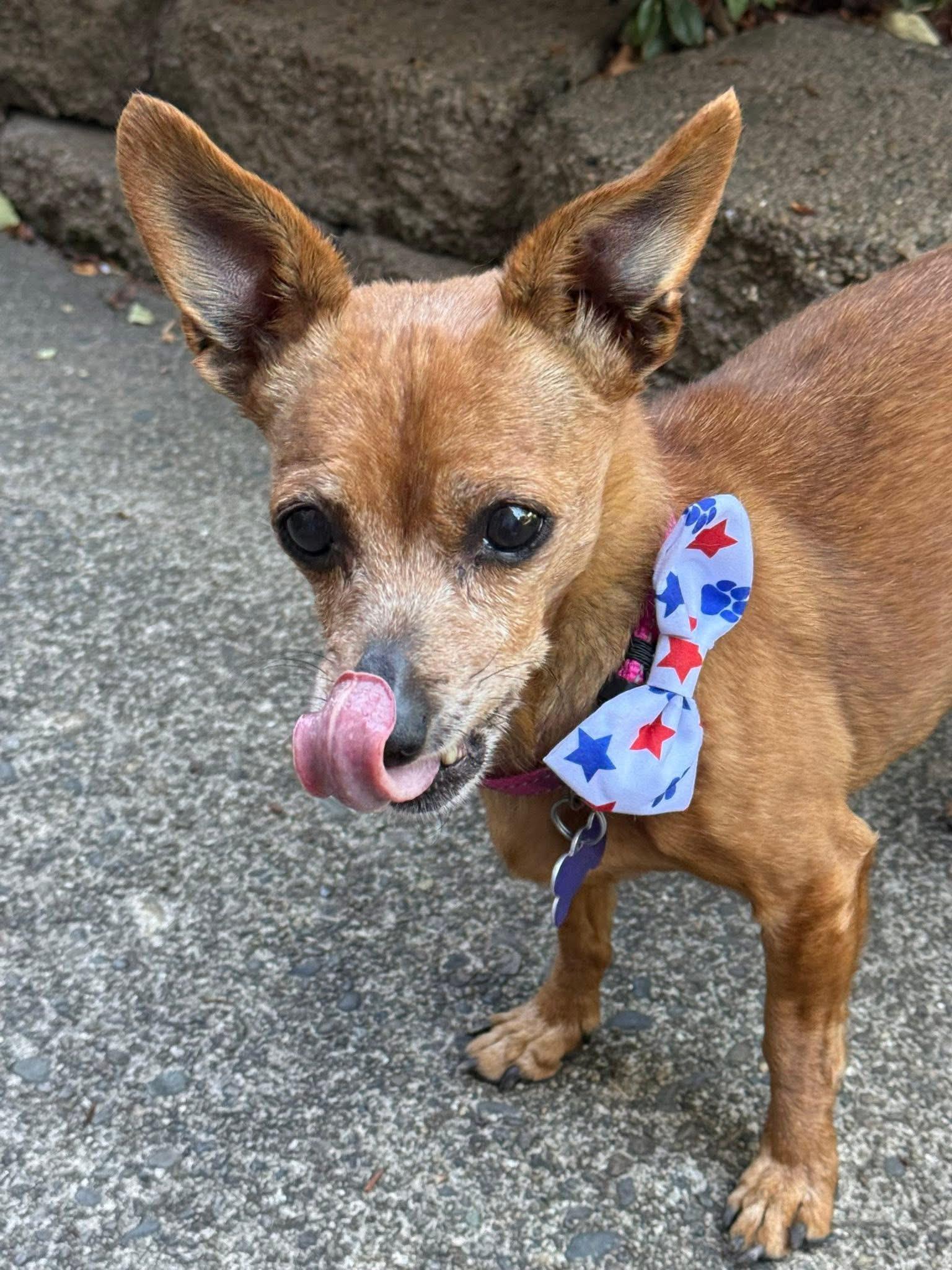 Dahlia, a Adoptable Chihuahua in Roseburg, OR image 1/6