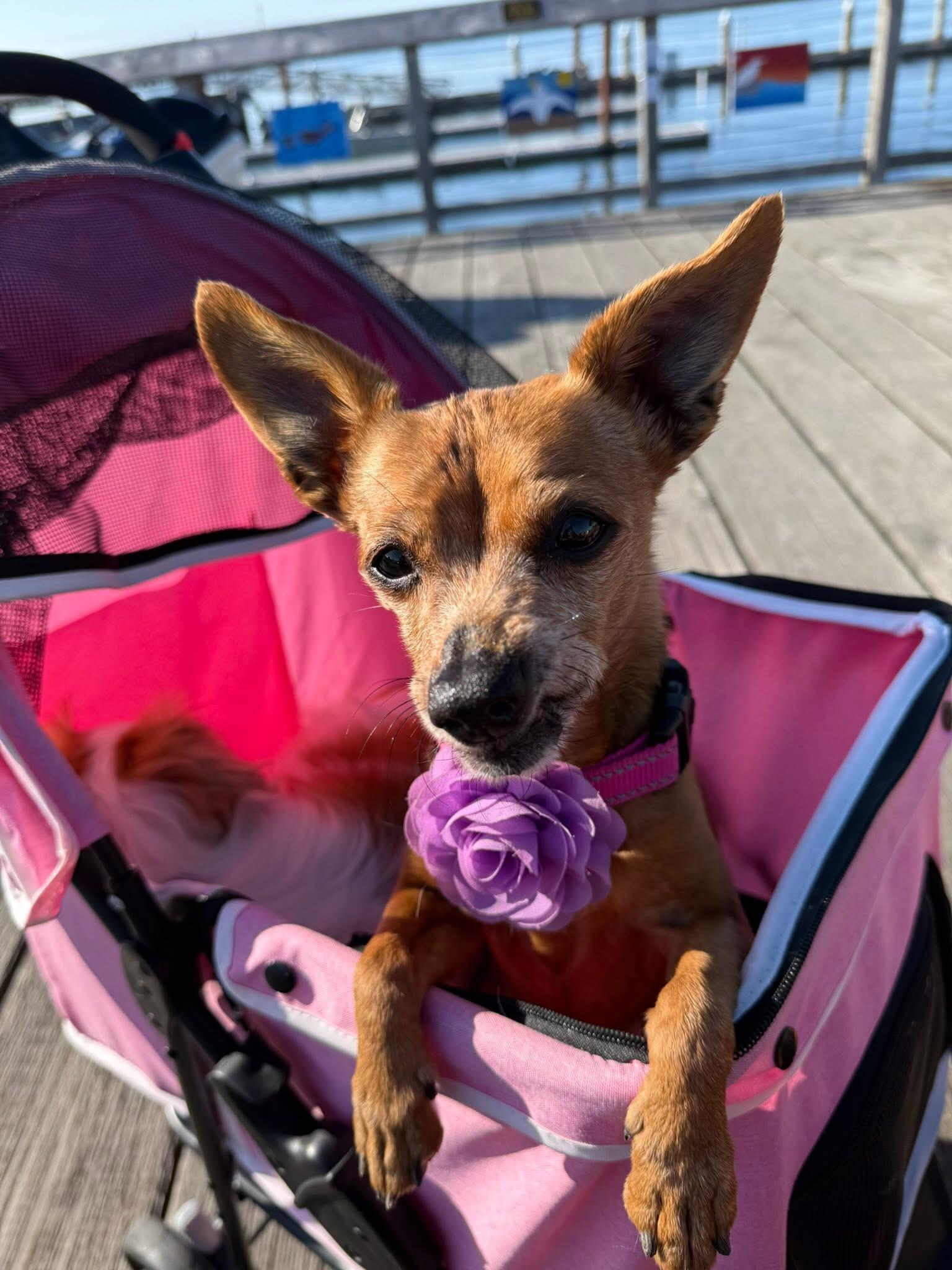 Dahlia, a Adoptable Chihuahua in Roseburg, OR image 2/6