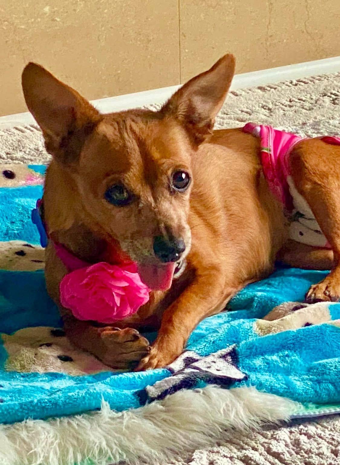 Dahlia, a Adoptable Chihuahua in Roseburg, OR image 3/6