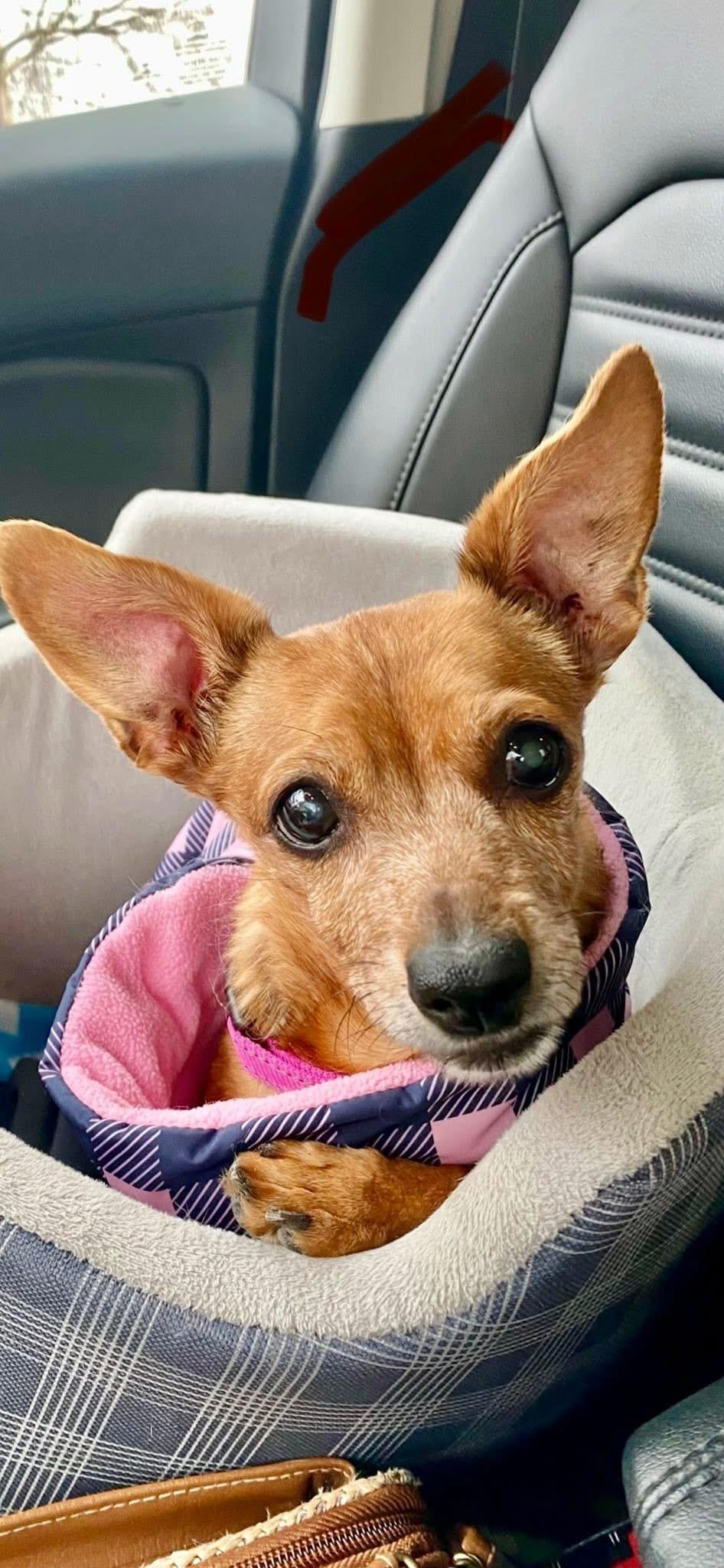 Dahlia, a Adoptable Chihuahua in Roseburg, OR image 4/6