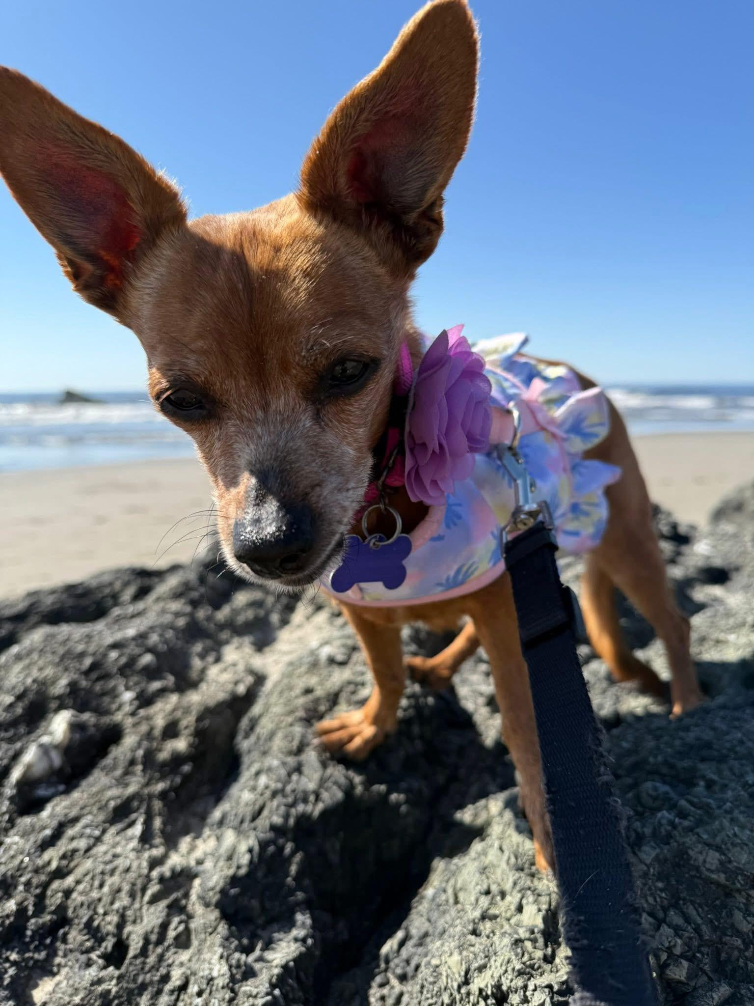 Dahlia, Adoptable, Senior Female Chihuahua.