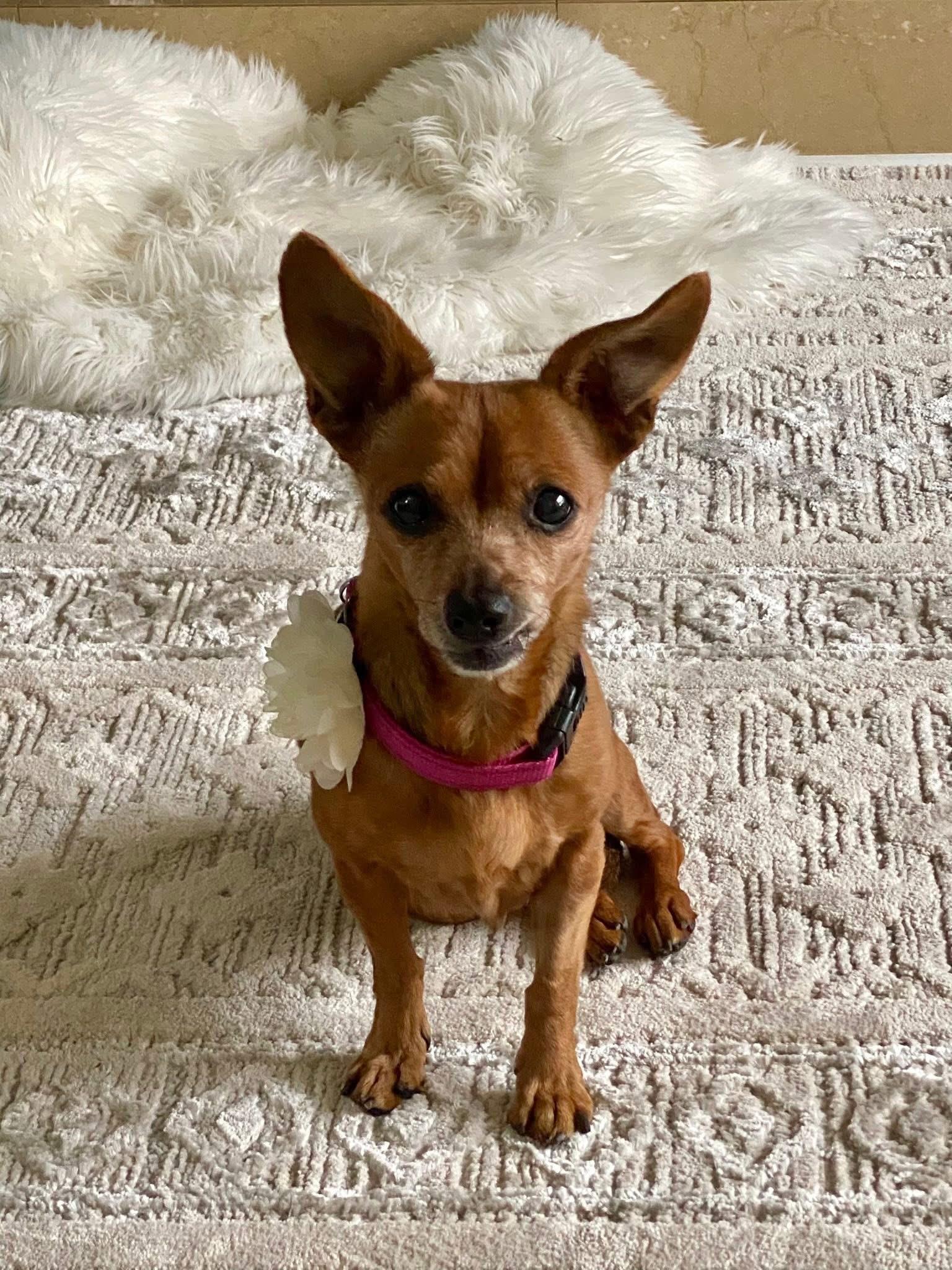 Dahlia, a Adoptable Chihuahua in Roseburg, OR image 6/6