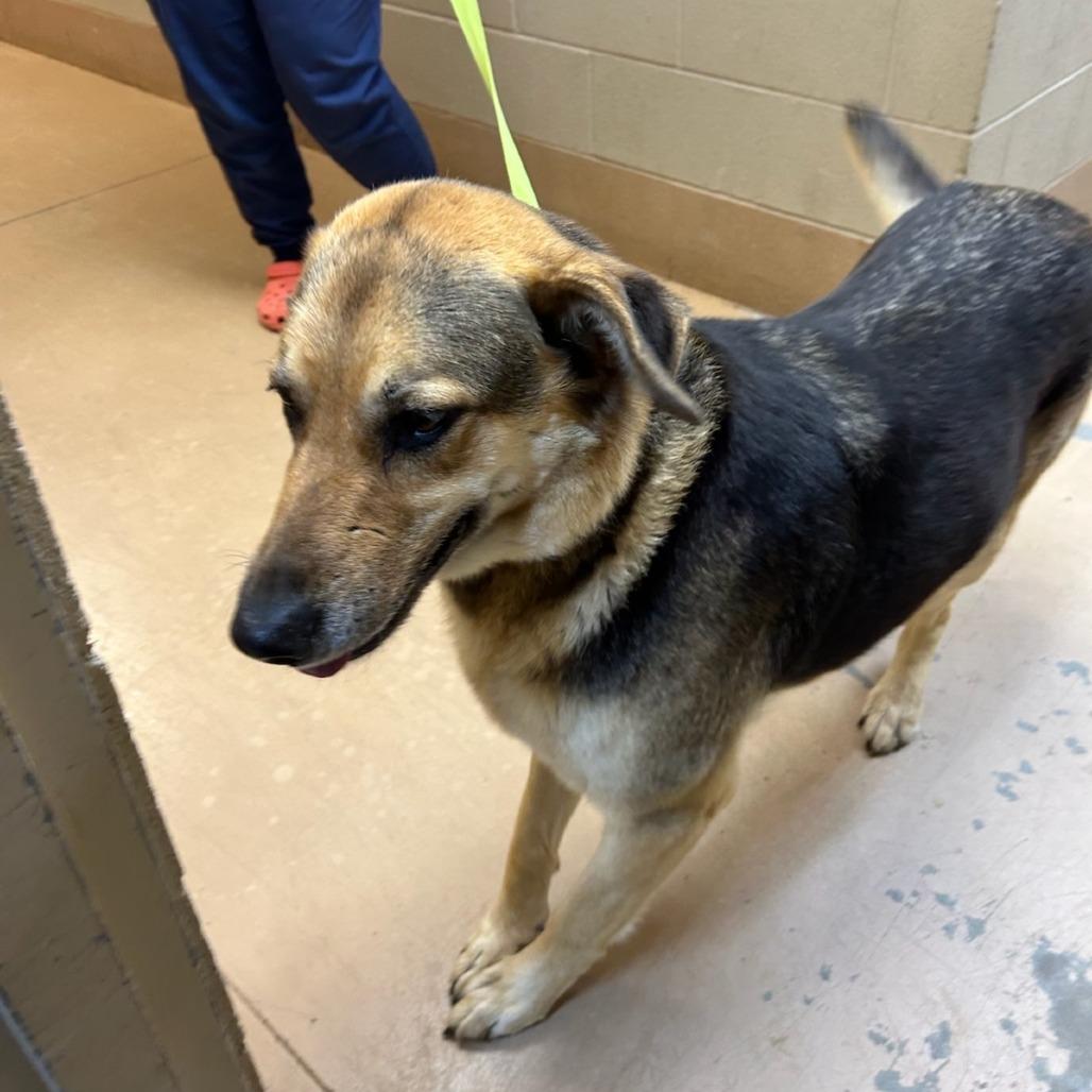 Celina (Dixie), Adoptable, Adult Female Mixed Breed.