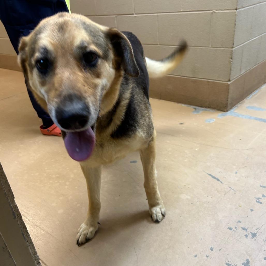 Celina (Dixie), a Adoptable Mixed Breed in Gadsden, AL image 2/4