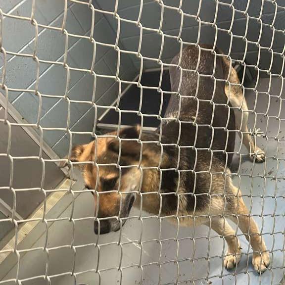 Celina (Dixie), a Adoptable Mixed Breed in Gadsden, AL image 3/4