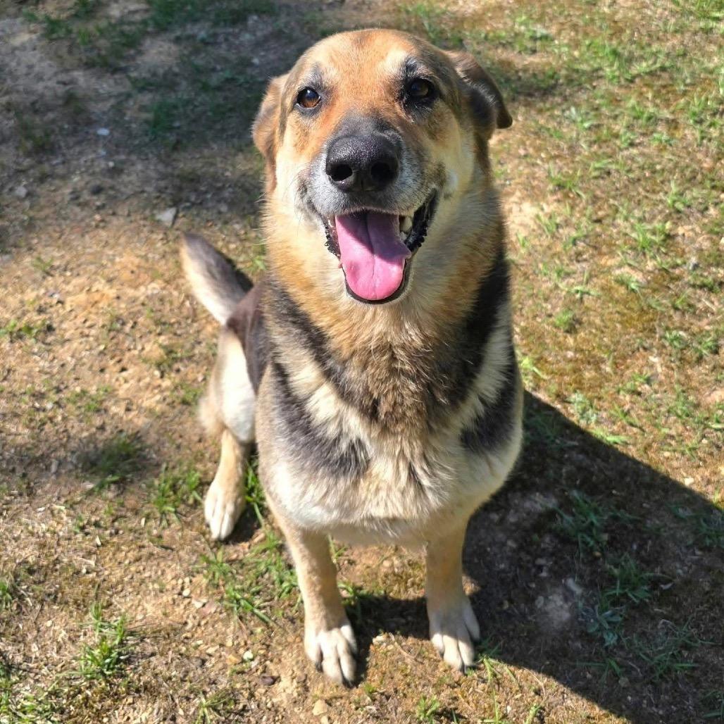 Enlarge Celina (Dixie), a Adoptable Mixed Breed in Gadsden, AL image 4/6