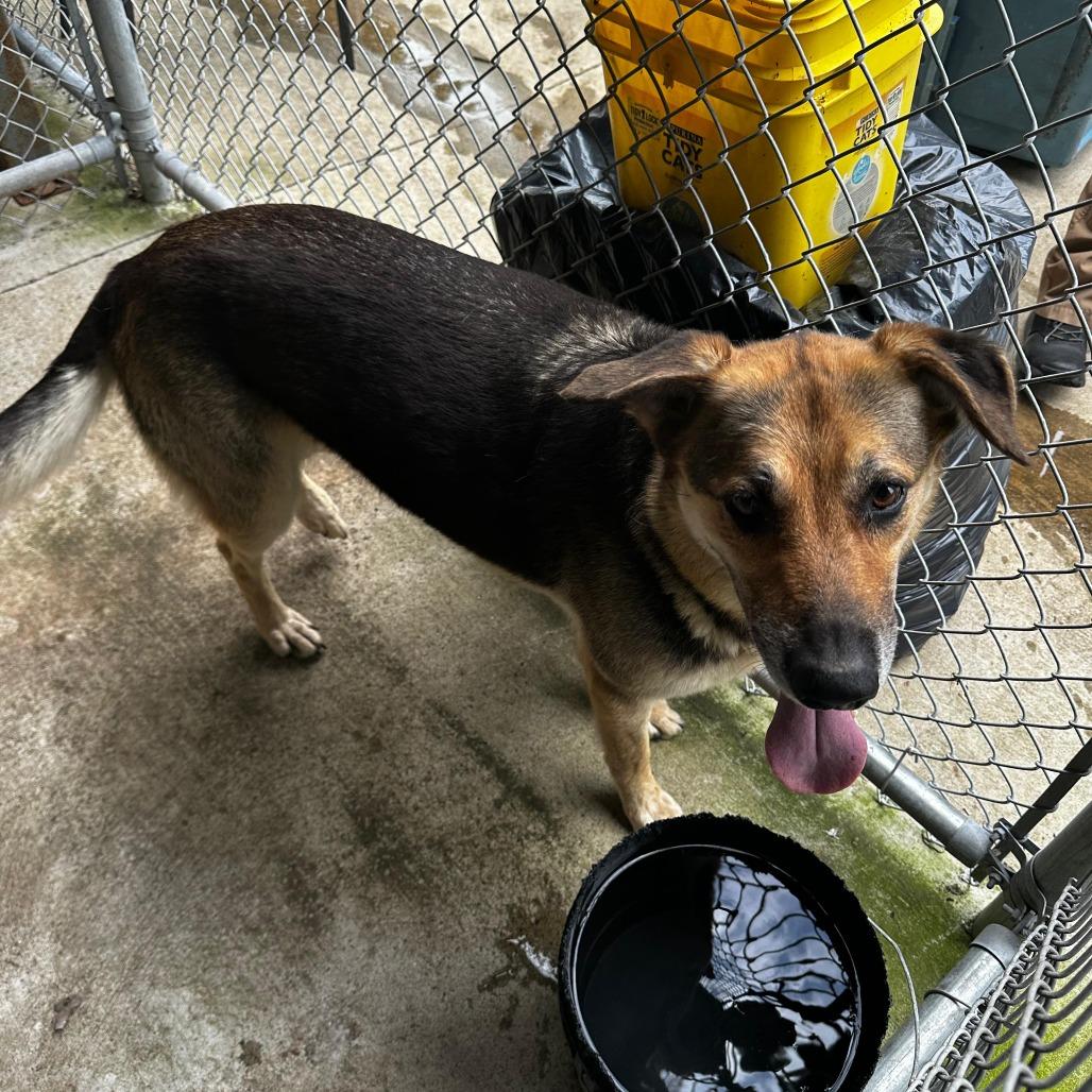 Celina (Dixie), a Adoptable Mixed Breed in Gadsden, AL image 4/4