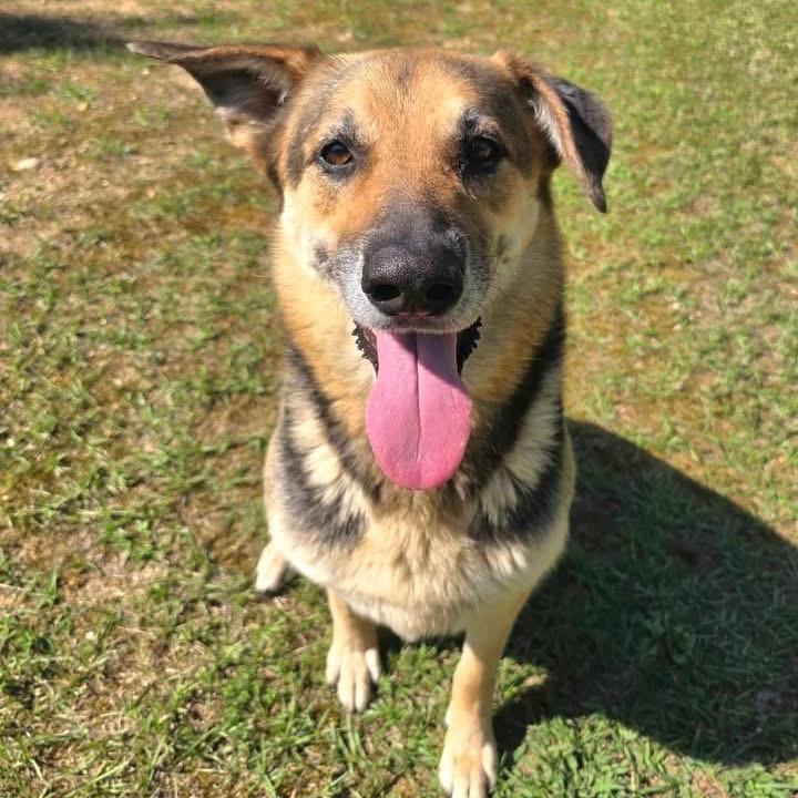 Enlarge Celina (Dixie), a Adoptable Mixed Breed in Gadsden, AL image 6/6