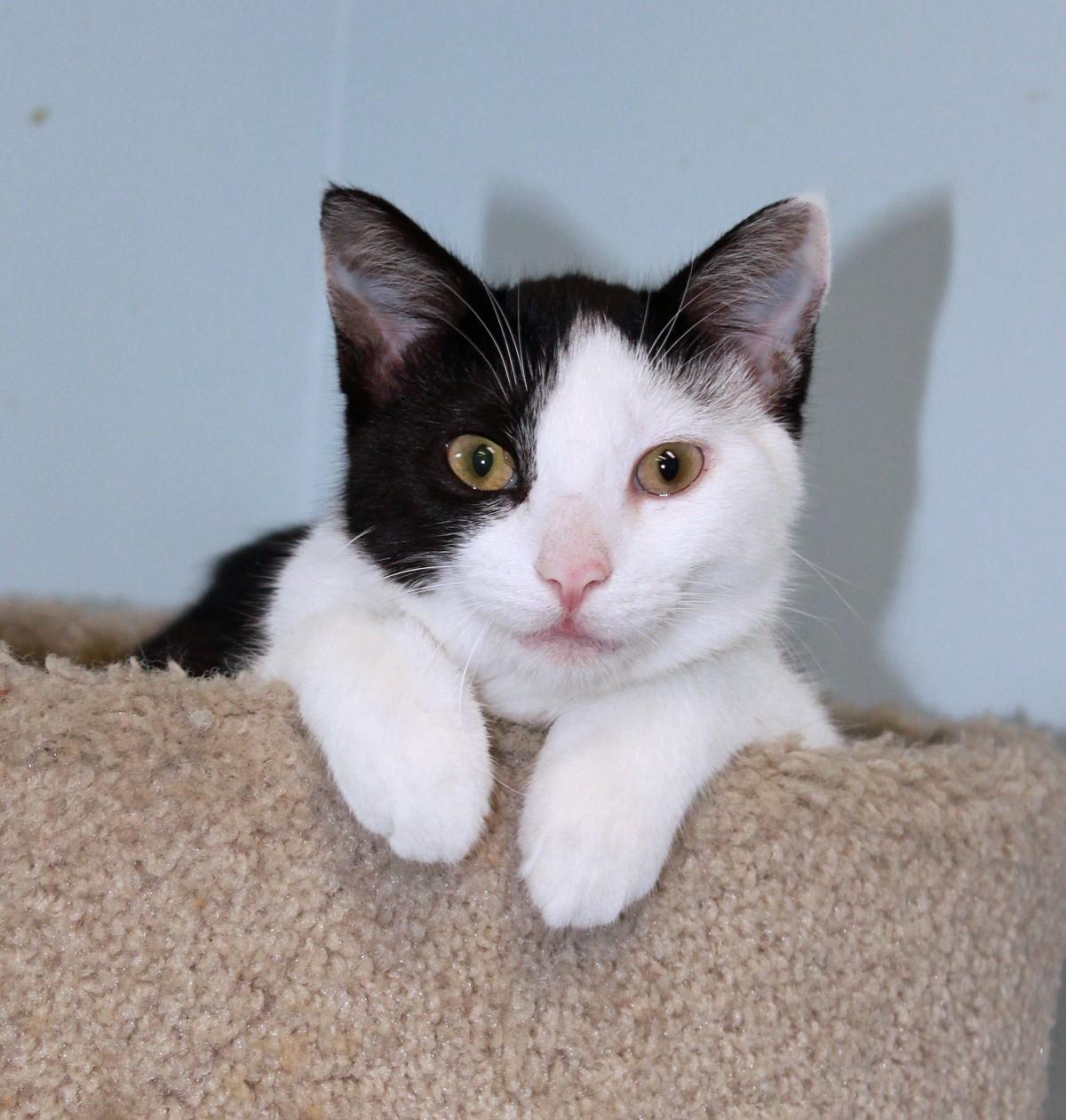 Michonne, Adoptable, Young Female Domestic Short Hair.