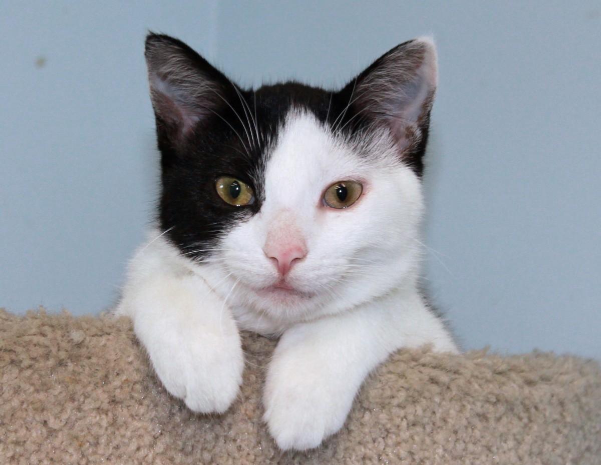 Michonne, a Adoptable Domestic Short Hair in Shelbyville, KY image 2/4