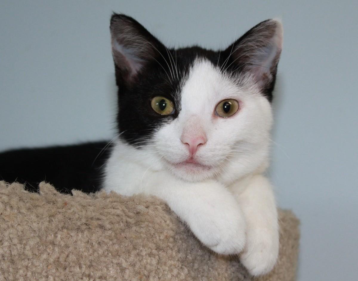 Michonne, a Adoptable Domestic Short Hair in Shelbyville, KY image 4/4