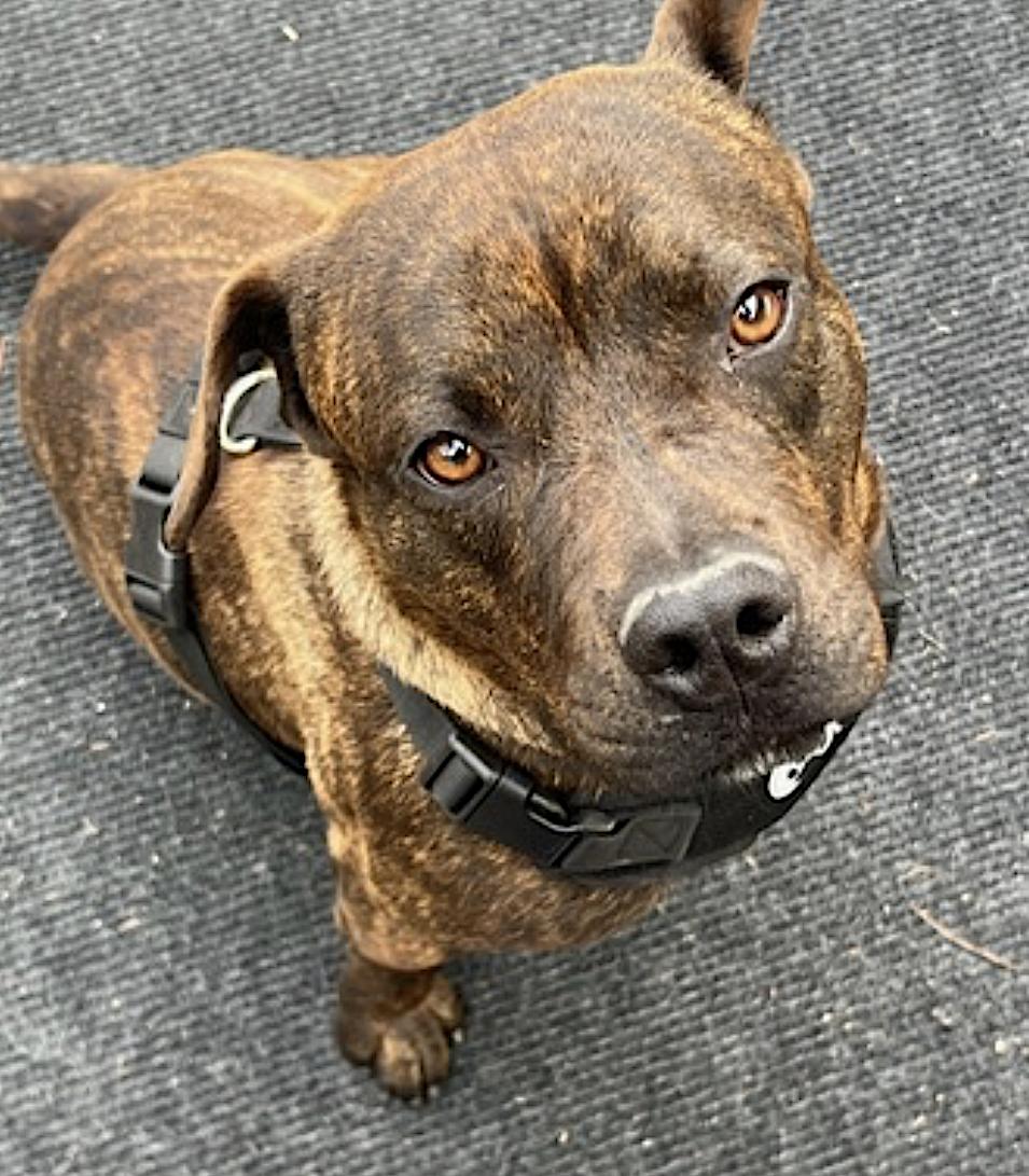 Bean — thumbnail 5