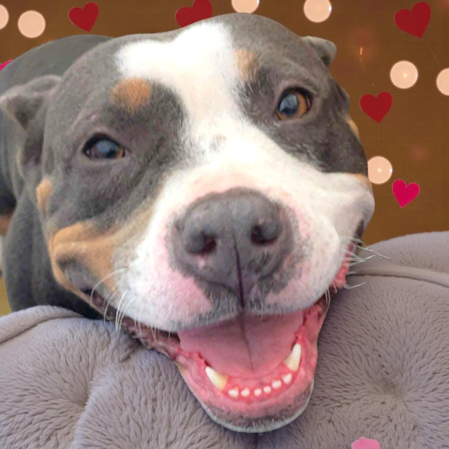 Jewels, adopted, Adult Female American Staffordshire Terrier.