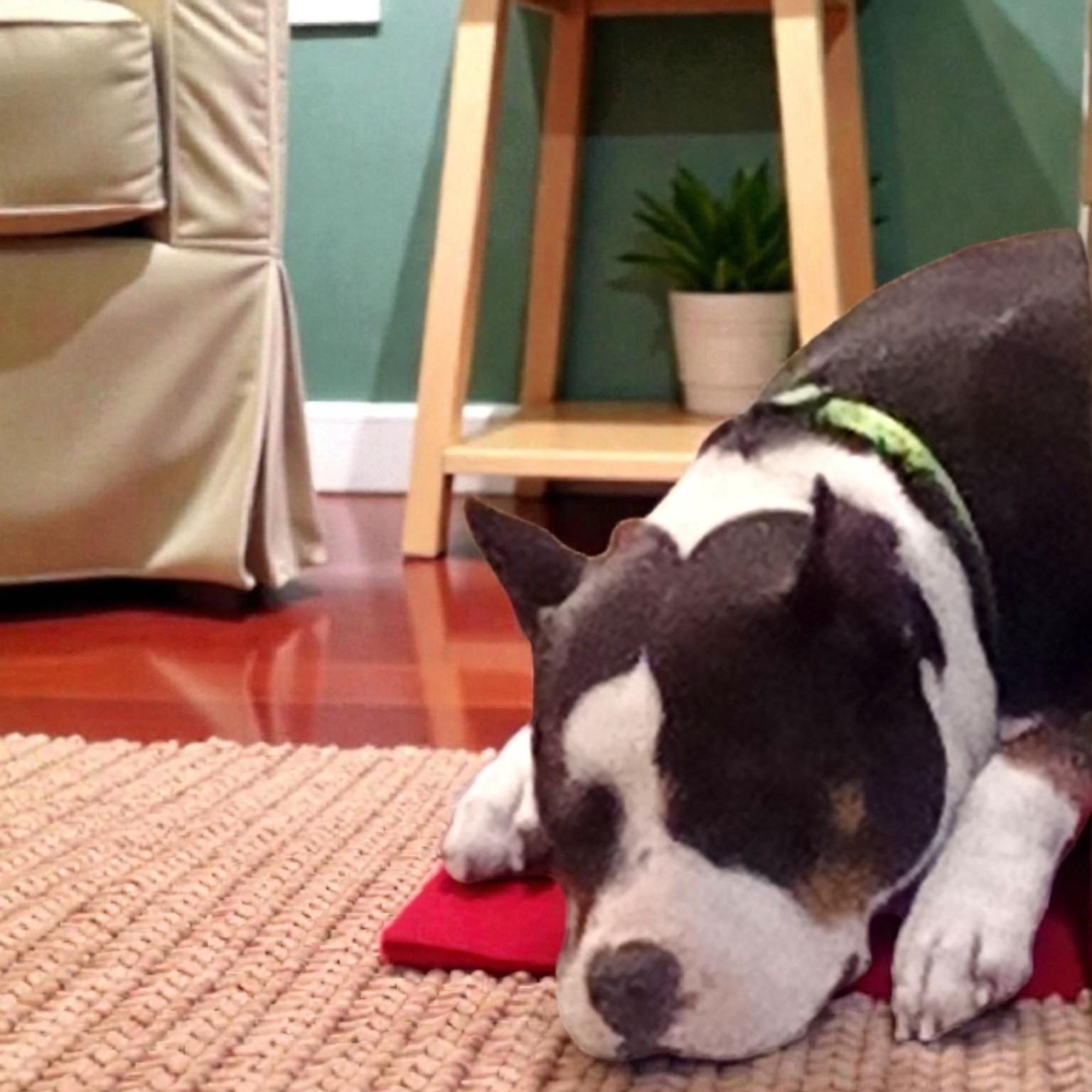 Jewels, an adopted mixed breed in Richmond, KY image 2/2