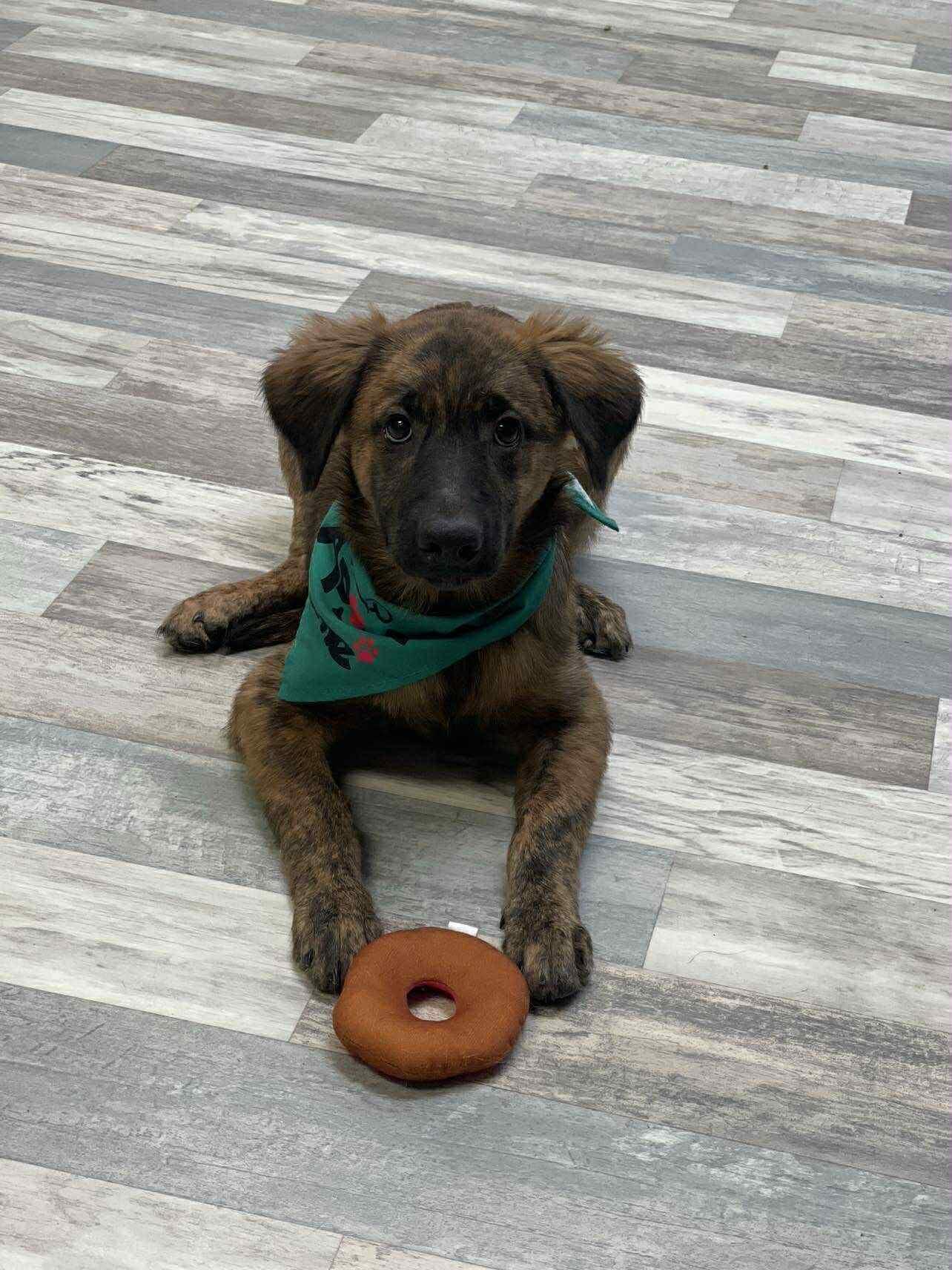 Fluffy the brindle Catahoula mix!