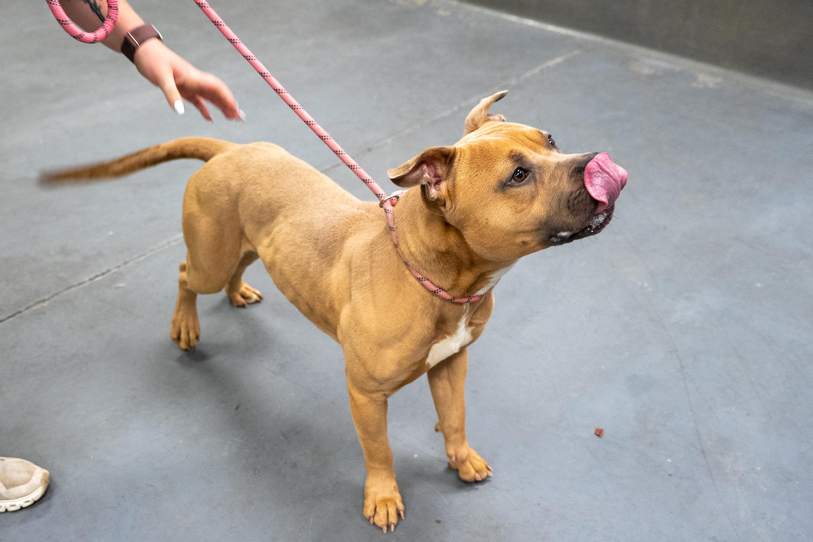 Roman, a ADOPTABLE mixed breed in King George, VA image 5/6