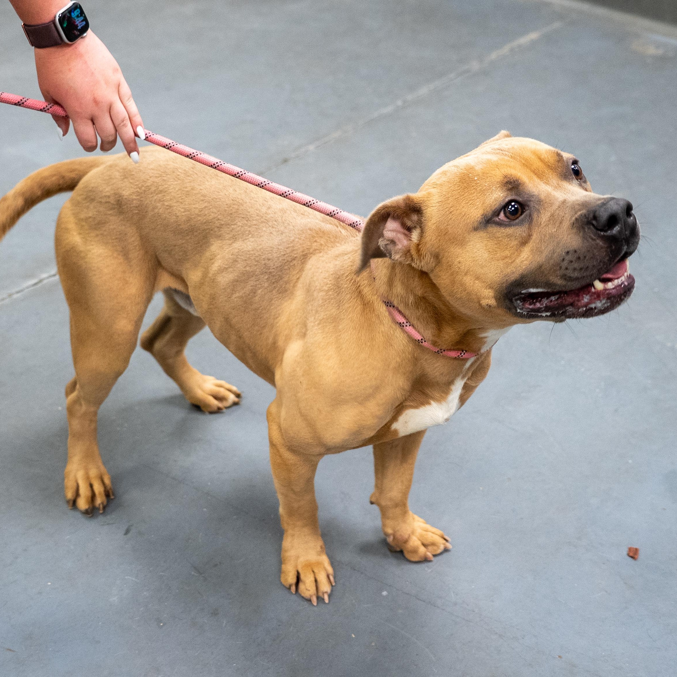 Roman, a ADOPTABLE mixed breed in King George, VA image 6/6