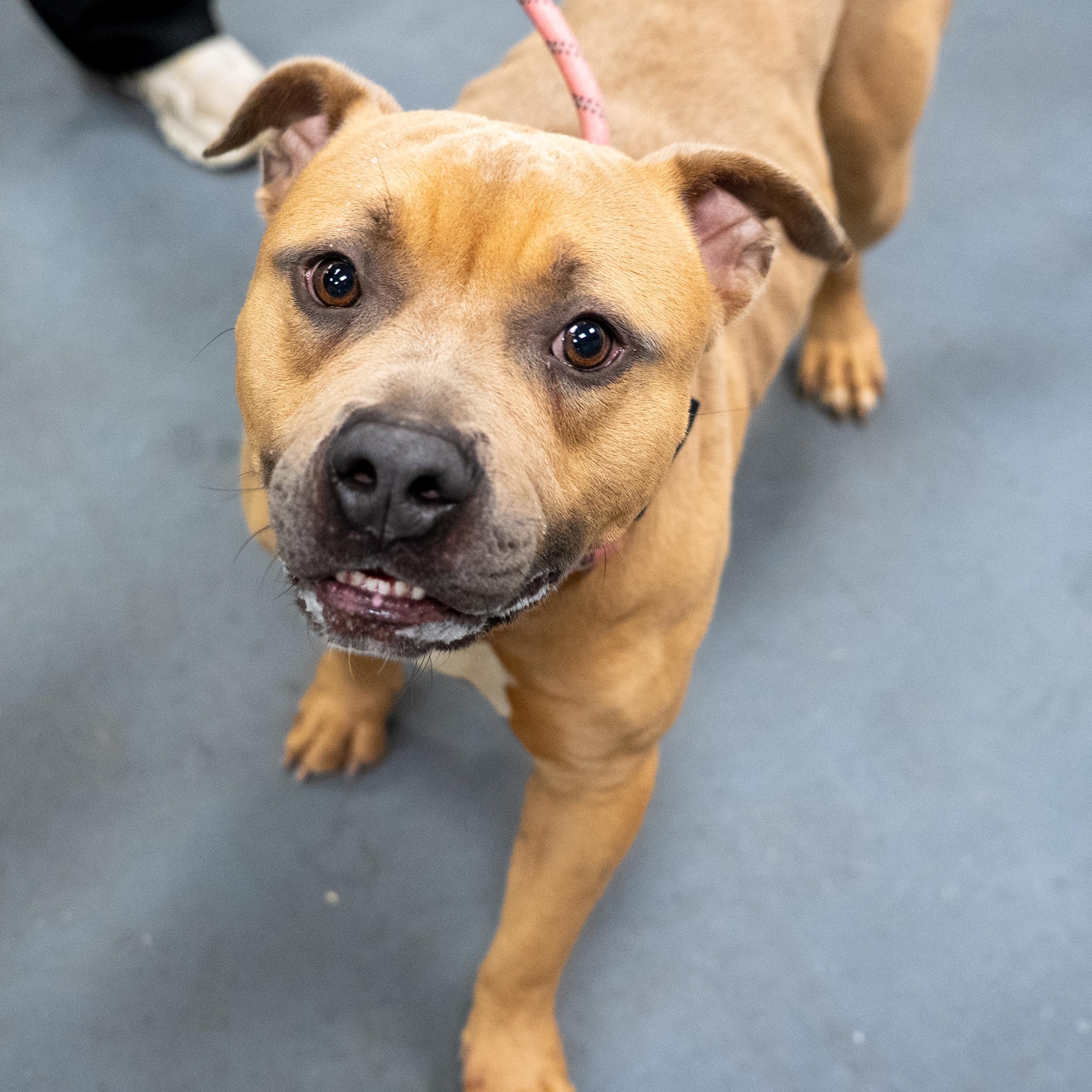 Roman, ADOPTABLE, Young Male American Bully.