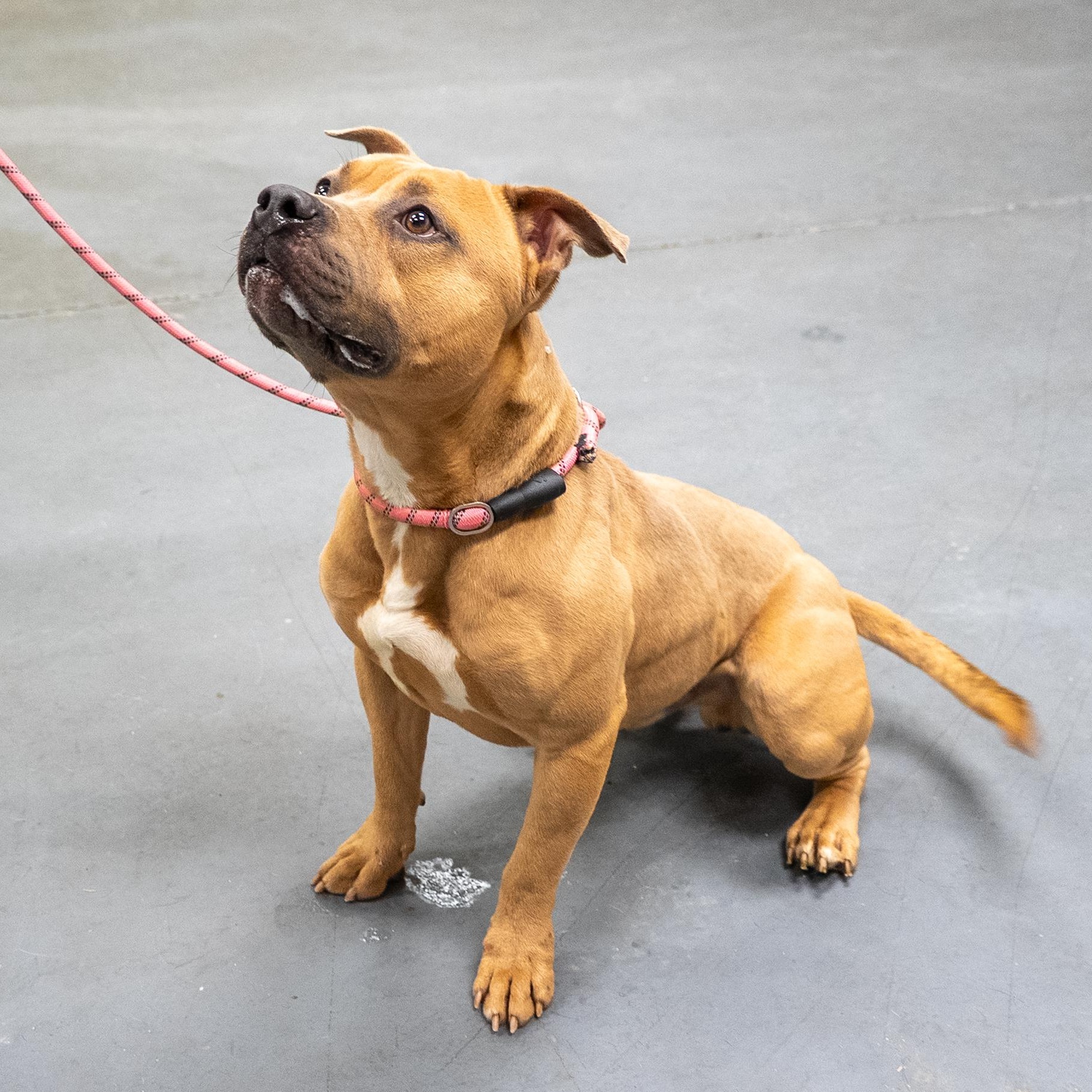 Roman, a ADOPTABLE mixed breed in King George, VA image 2/6